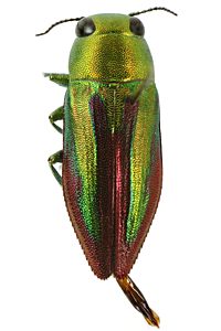 Melobasis vittata, PL0635, male, from Acacia pycnantha, SL, 8.7 × 3.2 mm